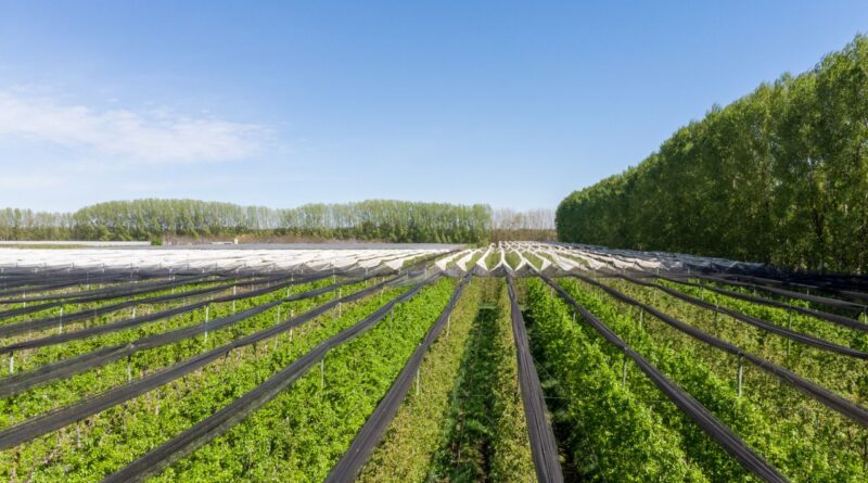 líderes del mercado global de productos agrícolas argentinos
