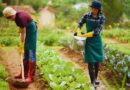 Agricultura republica dominicana