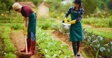 Agricultura republica dominicana
