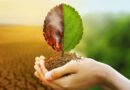 Cambio climatico agricultura dominicana