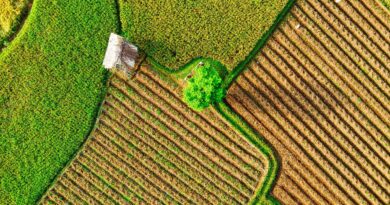 Cultivos tropicales raros republica dominicana