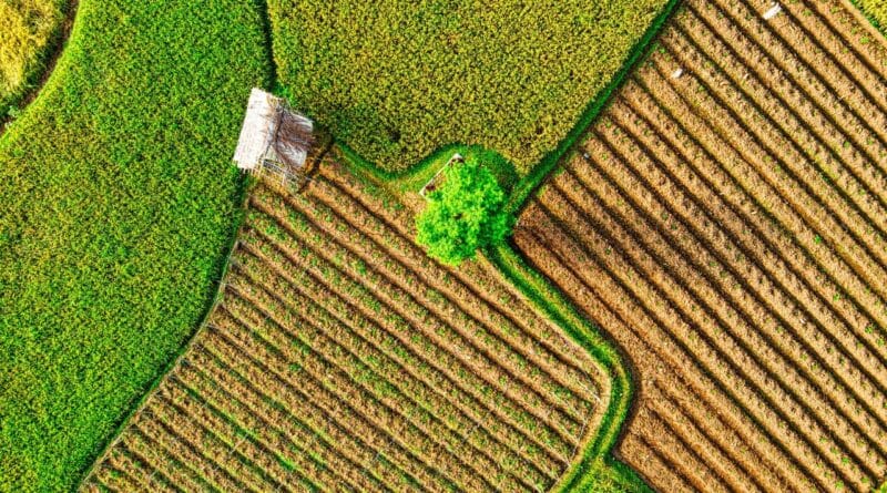 Cultivos tropicales raros republica dominicana