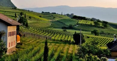 Tradiciones agricolas dominicanas