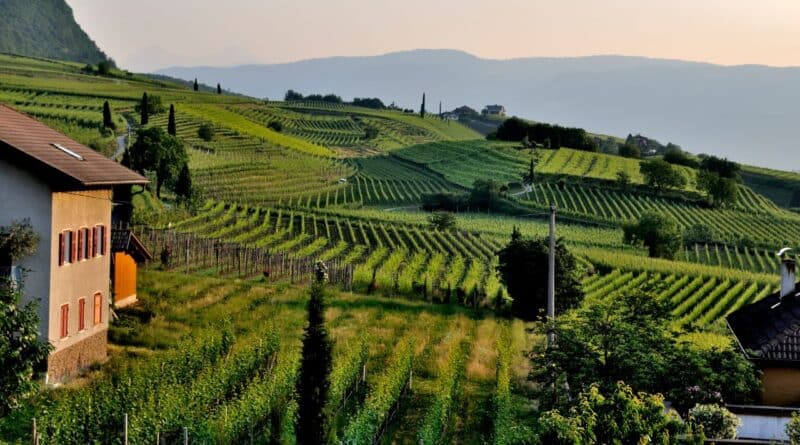 Tradiciones agricolas dominicanas