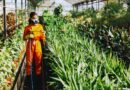 agricultura república dominicana datos clave