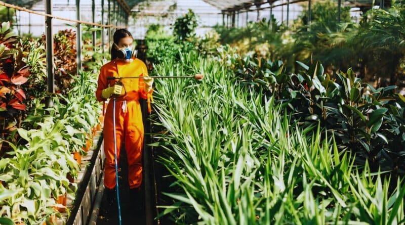 agricultura república dominicana datos clave