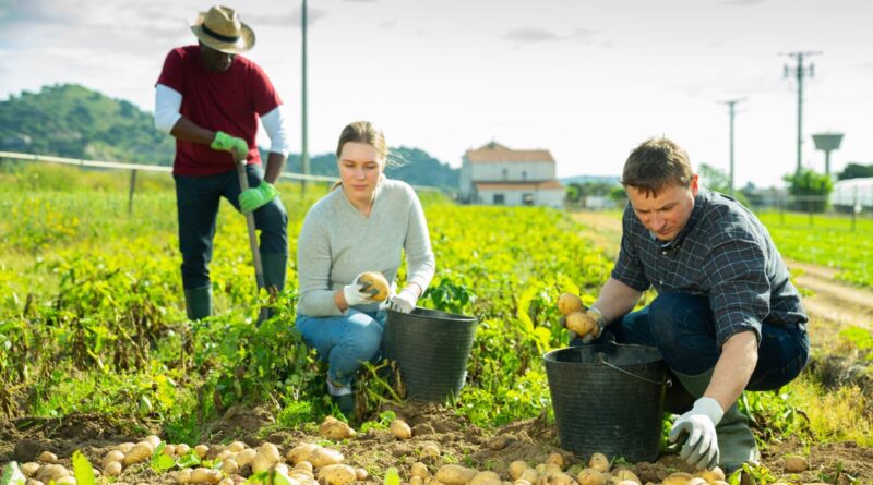 cooperativas agrícolas dominicanas