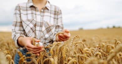 cultivos dominicanos poco conocidos