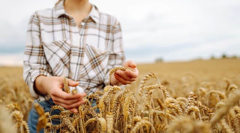 cultivos dominicanos poco conocidos
