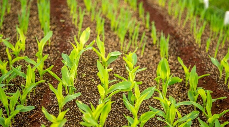 cultivos resistentes a la sequía en republica dominicana