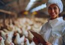desafíos industria avícola República Dominicana