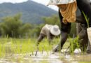 indigenous farming techniques