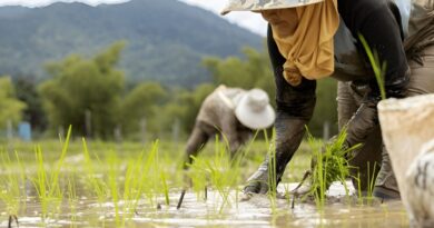 indigenous farming techniques