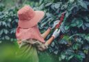 mejores plantaciones de café República Dominicana