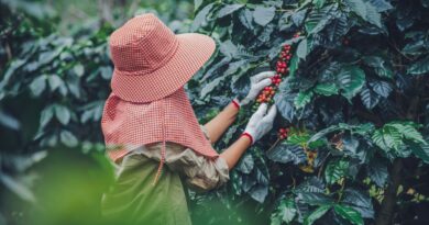 mejores plantaciones de café República Dominicana