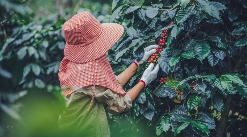 mejores plantaciones de café República Dominicana