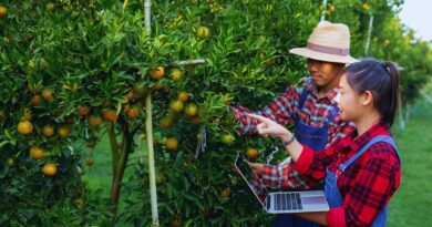 plantaciones de frutas república dominicana
