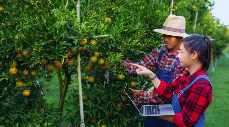 plantaciones de frutas república dominicana