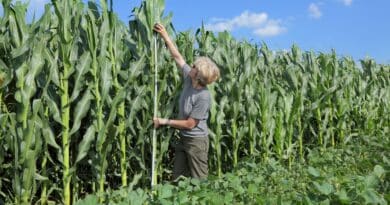 Agricultura dominicana cubana