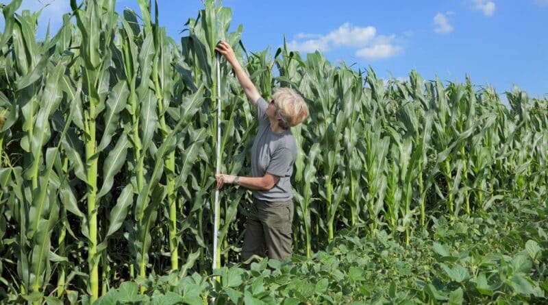 Agricultura dominicana cubana