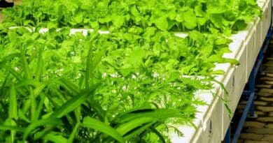 agricultura urbana santo domingo