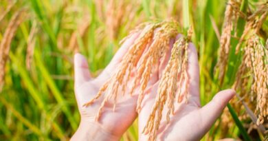 cultivos críticos seguridad alimentaria dominicana