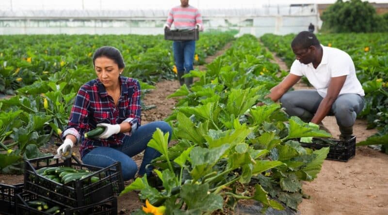 Cooperativas agrícolas orientadas a la exportación en Venezuela