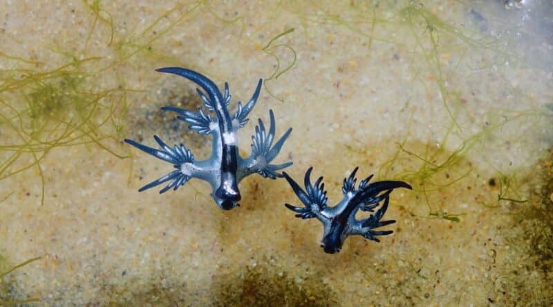 Dragones azules playas espanolas