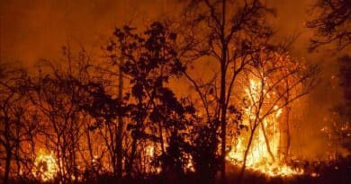 recuperacion incendios forestales