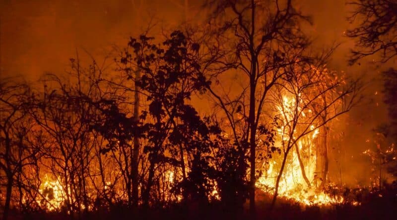 recuperacion incendios forestales