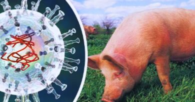 PPA España exportaciones cerdo China