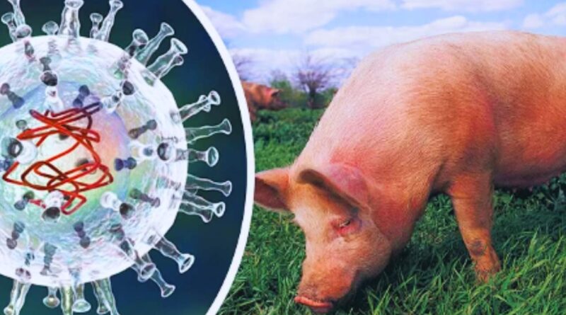 PPA España exportaciones cerdo China