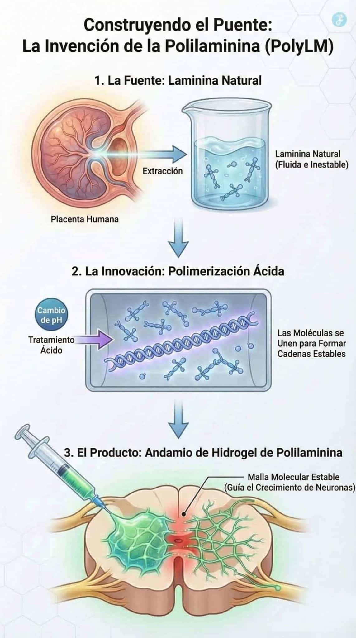 polilaminina tratamiento lesión medular