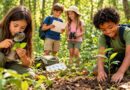 juegos sobre el medio ambiente para niños